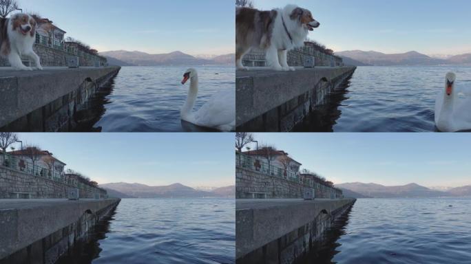 激进的狗在意大利马焦雷湖上嘶嘶的天鹅吠叫。低角度视点