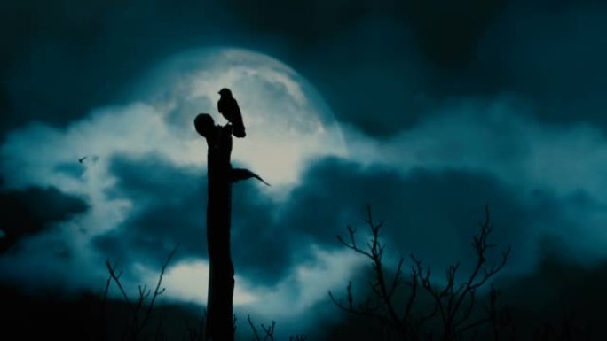 月夜树枝上的乌鸦-Slo Mo