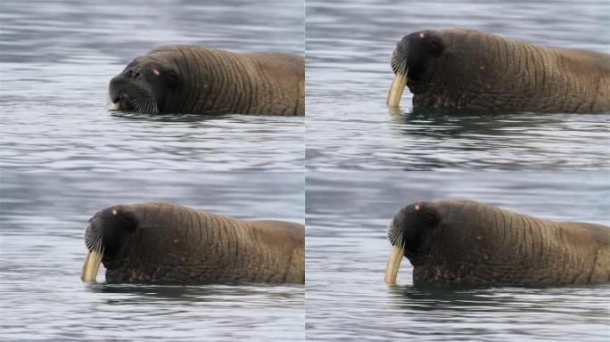 海象在北极水中冷却，关闭，斯瓦尔巴群岛