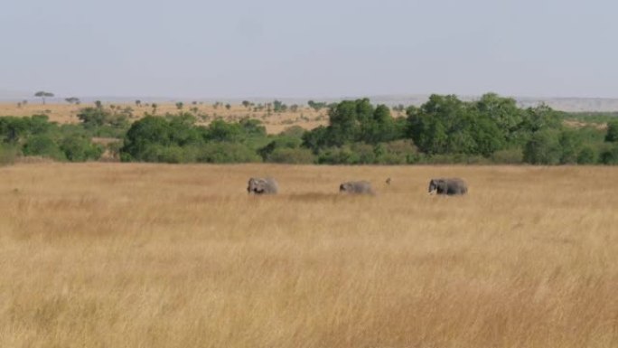 野生大象家族带着黄色草原走过非洲大草原