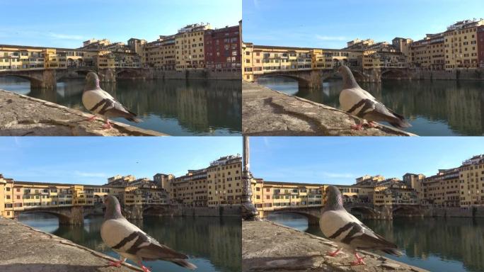 意大利佛罗伦萨韦基奥桥 (旧桥) 附近的阿诺河堤岸上的矮墙上行走的鸽子