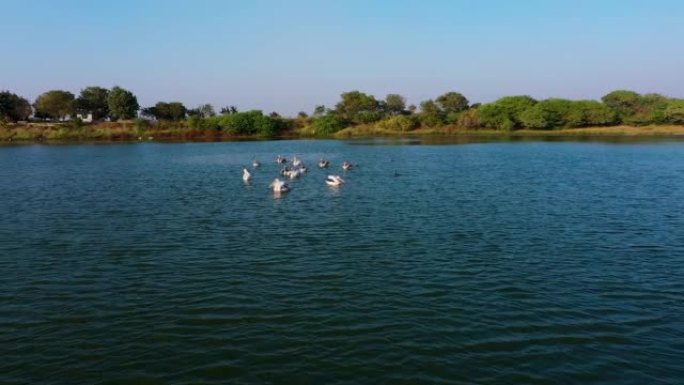 灰鹭 (Ardea cinerea) 是苍鹭科Ardeidae的长腿掠食性涉禽，原产于欧洲和亚洲温带