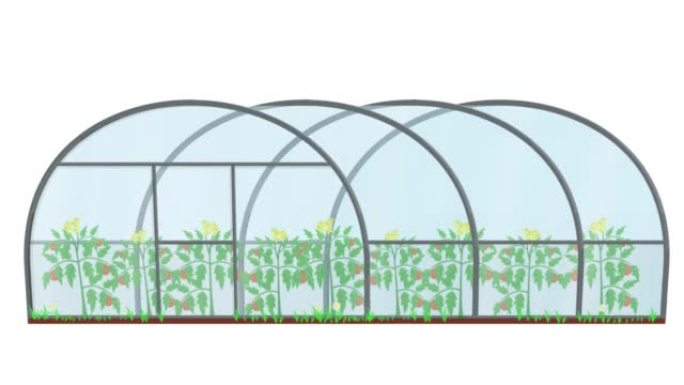 温室。生长植物的动画。卡通