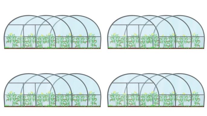 温室。生长植物的动画。卡通