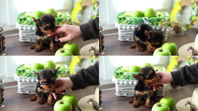 高加索女孩的手抚摸着可爱的小蓬松约克夏犬小狗，因为它坐在多汁的青苹果和核桃篮子附近，在绿苹果的白色柳