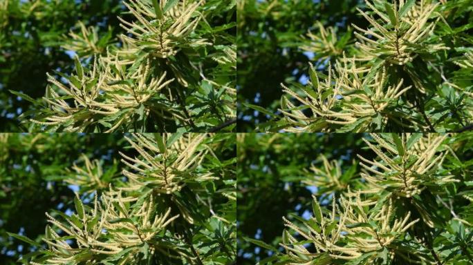 夏季在托斯卡纳亚平宁山脉的树林中，栗子 (Castanea Sativa) 的开花树枝上的特写镜头。
