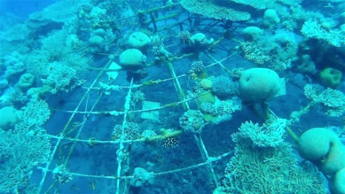 金属冰屋覆盖着水下生长的珊瑚