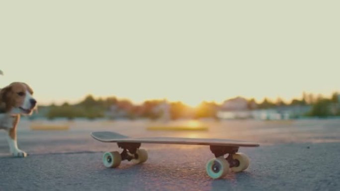 比格犬在停车场骑滑板
