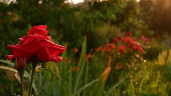 在绿色和雨水的背景下拍摄美丽的红玫瑰。