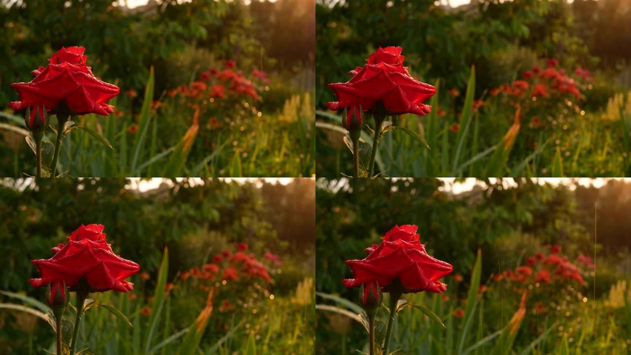 在绿色和雨水的背景下拍摄美丽的红玫瑰。