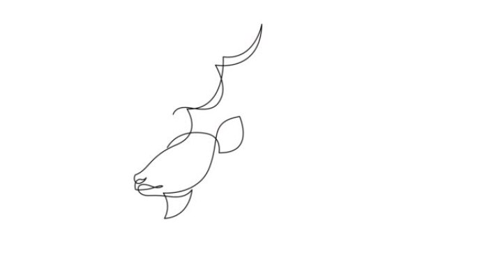 大库杜羚羊头一幅单线图的动画标志。国家保护公园图标的角哺乳动物吉祥物概念。连续线自画动画。