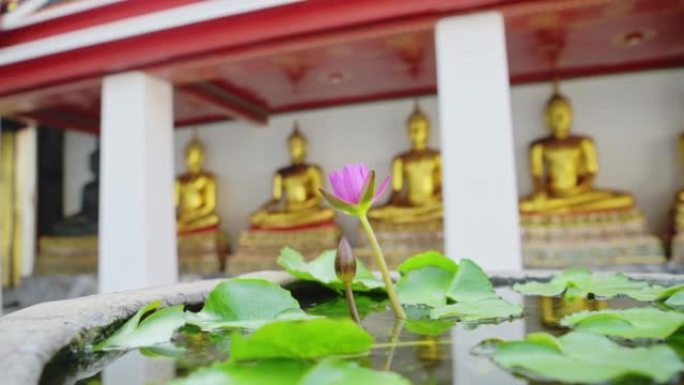 粉红色紫色莲花和金色佛教佛像细节在泰国曼谷的卧佛寺 (又名Wat Pho，Wat Phra Chet