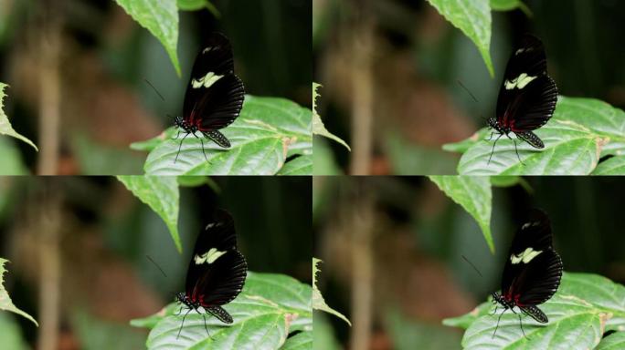 热带蝴蝶，甘博亚，巴拿马