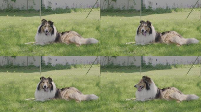 粗糙牧羊犬 (苏格兰牧羊犬) 躺着的特写镜头 (慢动作)
