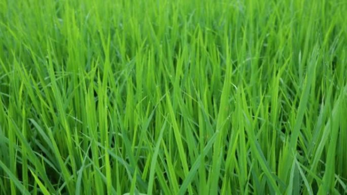 倾斜的斜视稻子种植栽培