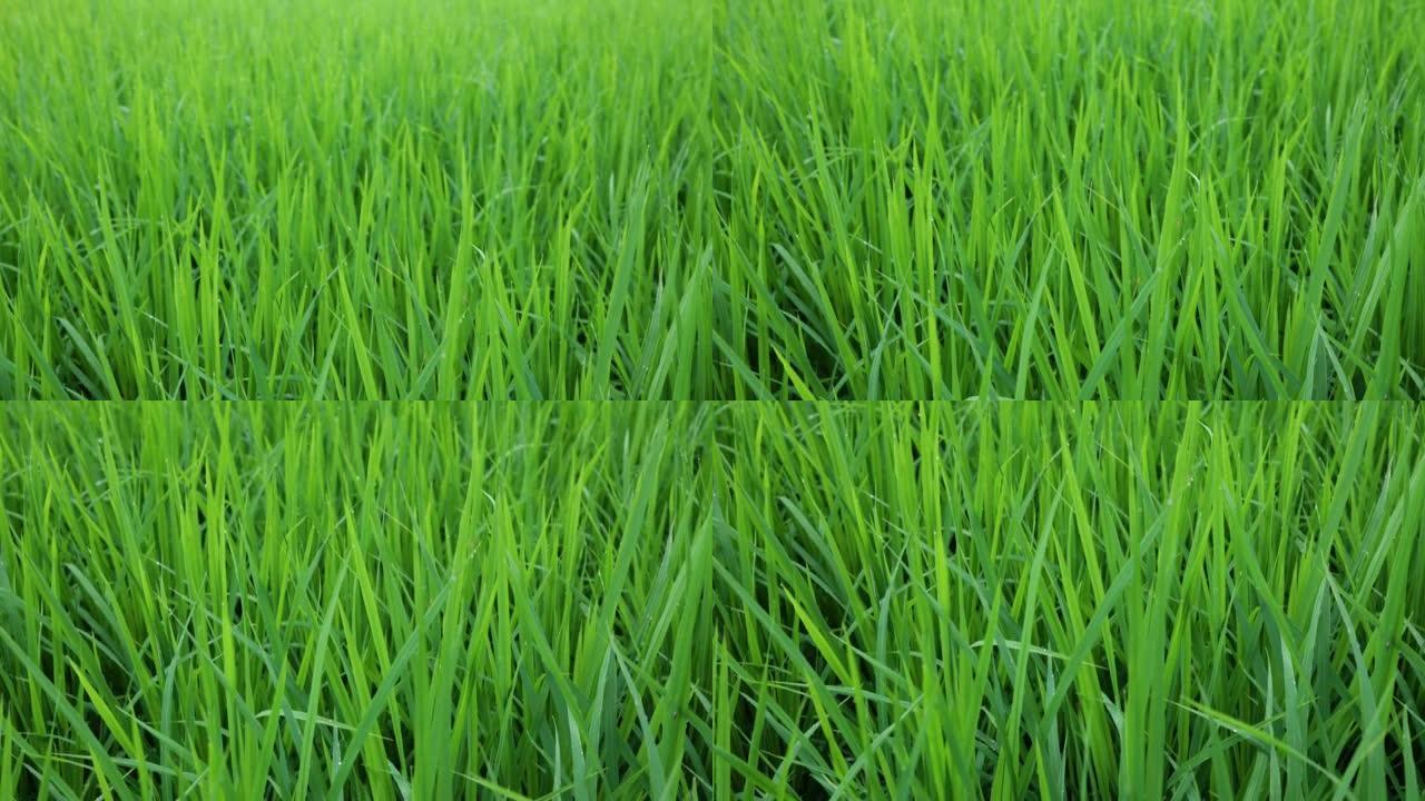 倾斜的斜视稻子种植栽培