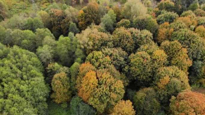 鸟瞰图秋天森林波兰景观空中全景，秋天在美丽的偏远森林公园周围的黄色秋树中。空中无人机视图秋天色彩明亮