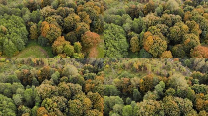鸟瞰图秋天森林波兰景观空中全景，秋天在美丽的偏远森林公园周围的黄色秋树中。空中无人机视图秋天色彩明亮