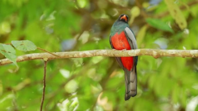 巴拿马Slaty-tailed Trogon