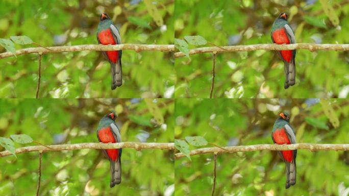 巴拿马Slaty-tailed Trogon