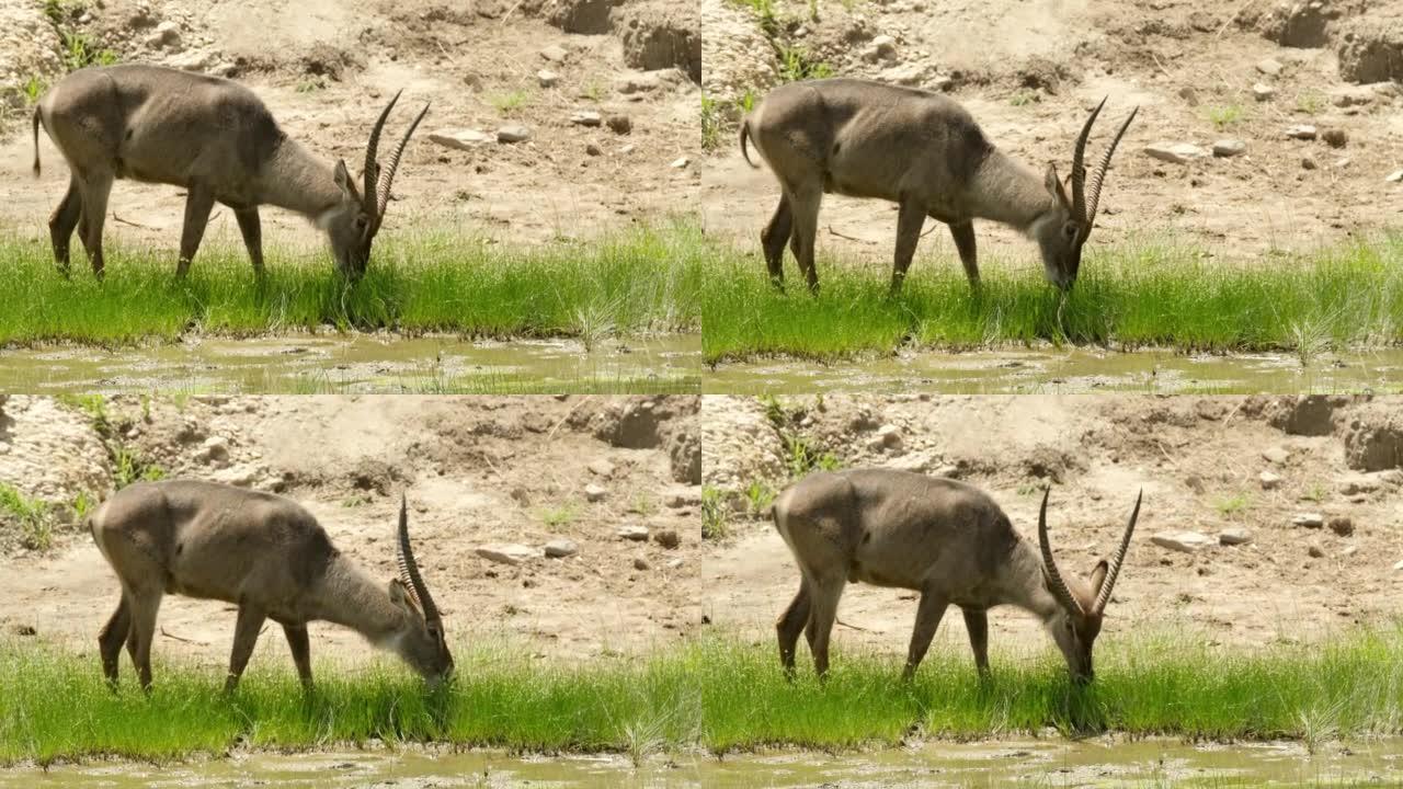 在非洲大草原的野性中，一只水鹿在一条小溪旁边的草地上ni着多汁的草