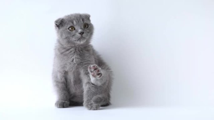 灰色苏格兰折叠小猫，在浅色背景上有凸起的爪子