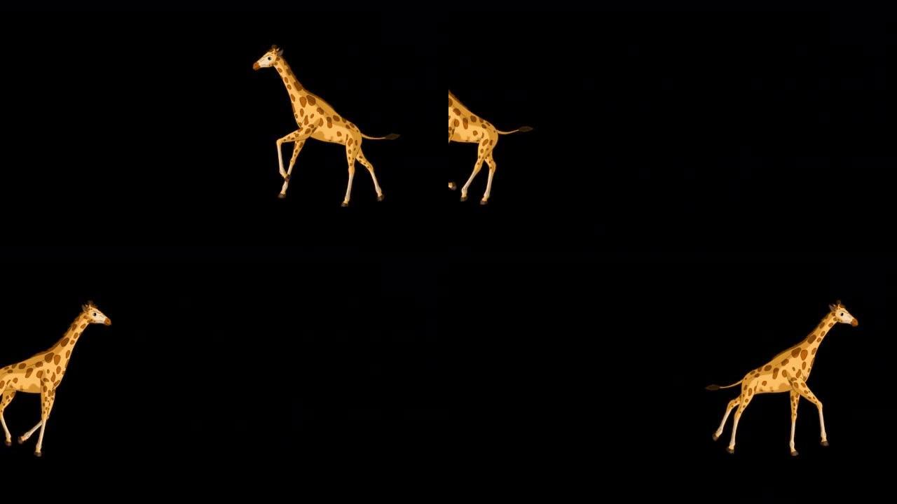 大长颈鹿来回奔跑阿尔法哑光远射