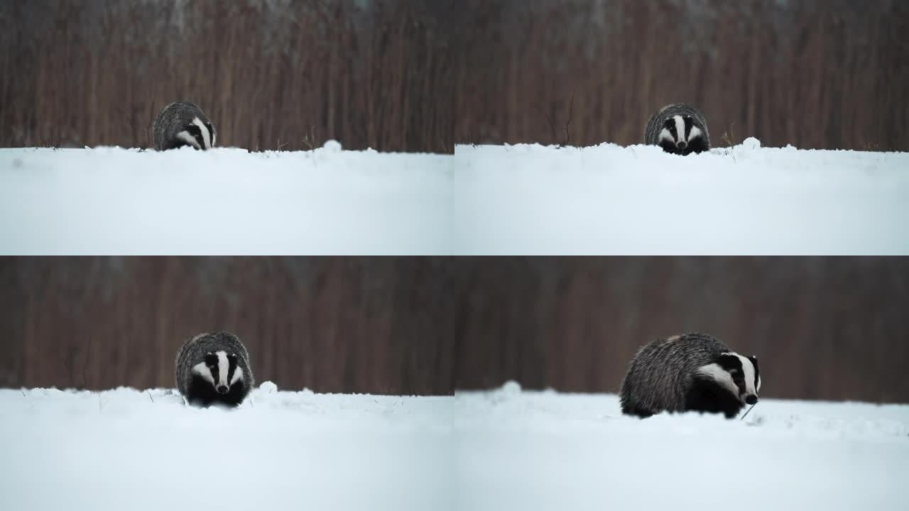 一只强壮而饥饿的獾 (梅莱斯·梅莱斯) 直接对着镜头跑。地上有雪，天冷。