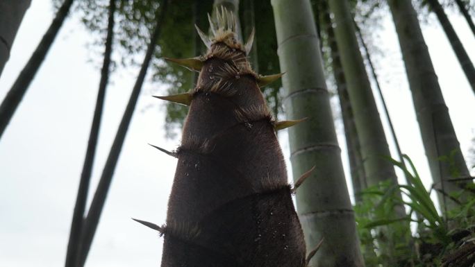 雨后春笋  露珠滑落唯美慢镜头意境