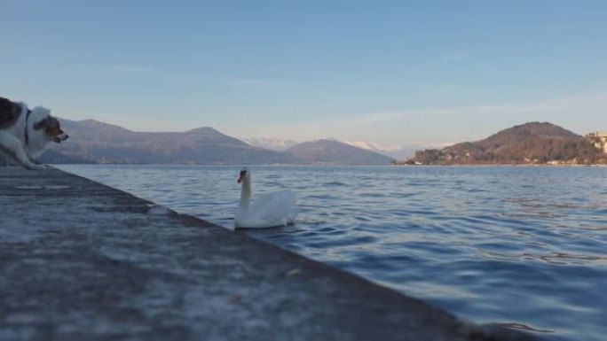 愤怒的天鹅在意大利湖岸对狗咆哮。慢动作和低角度