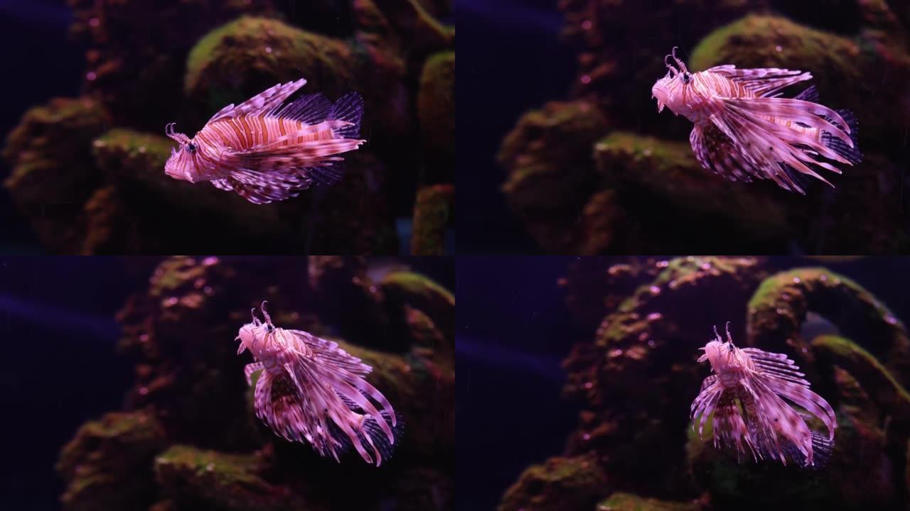 热带狮子鱼在其珊瑚特写镜头中轻轻游动