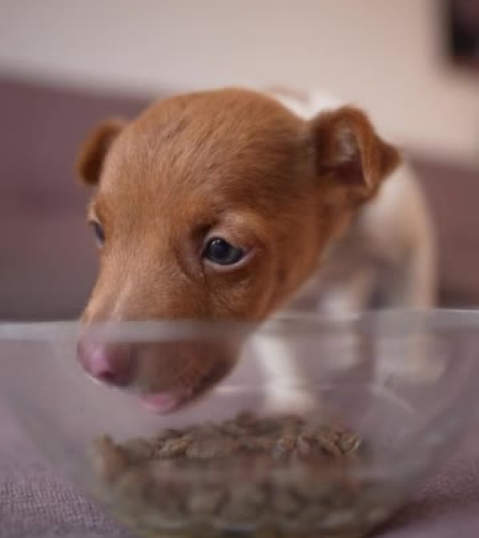 小狗吃碗里的食物