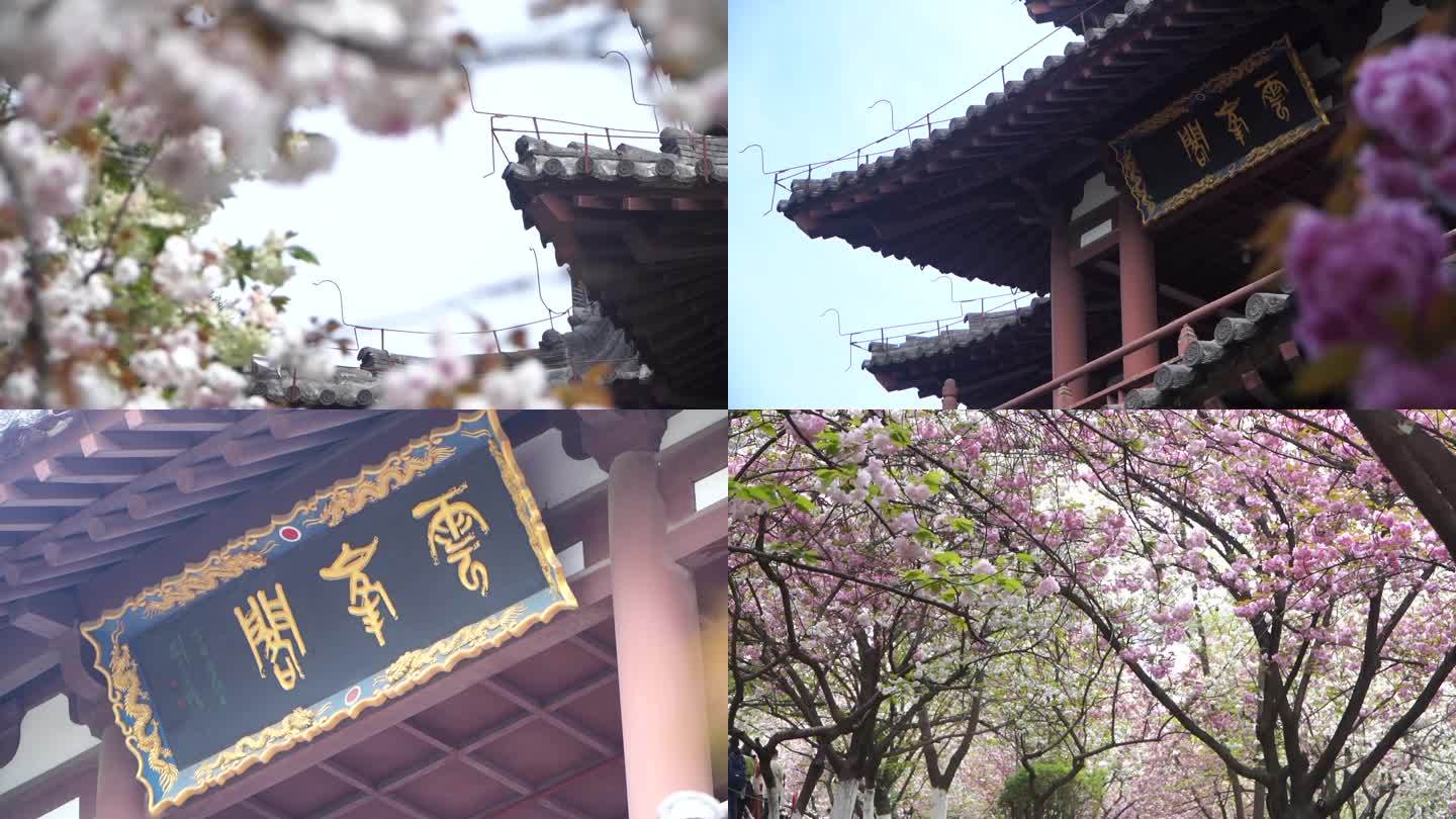 青龙寺遗址樱花特写花海景观风光古建筑