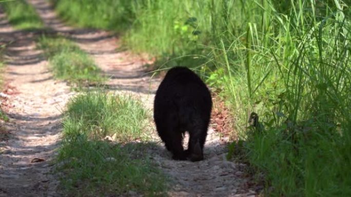 懒惰的熊在土路上走开