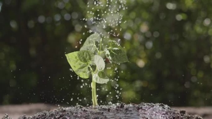 新种植的蔬菜幼苗用喷壶中的水在慢动作中浇水。