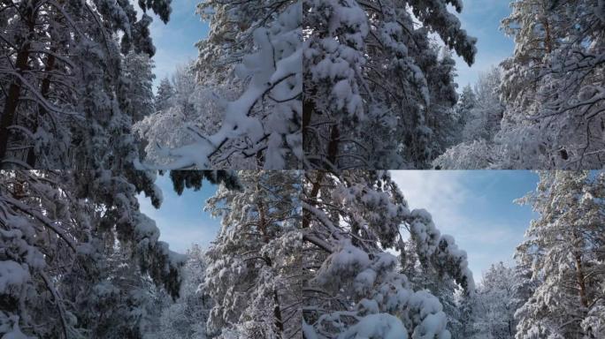 雪中的松雪树枝