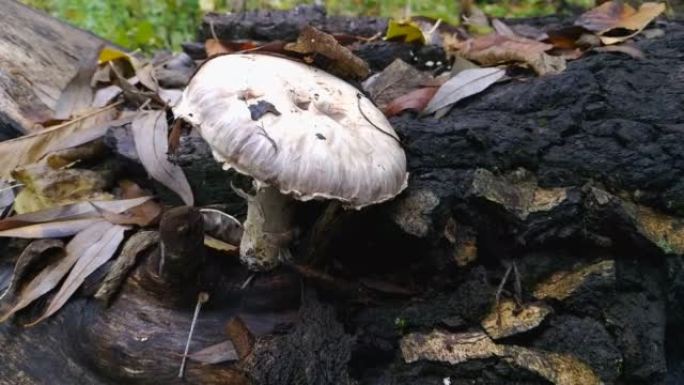 淡白蘑菇在秋天落叶的树桩上