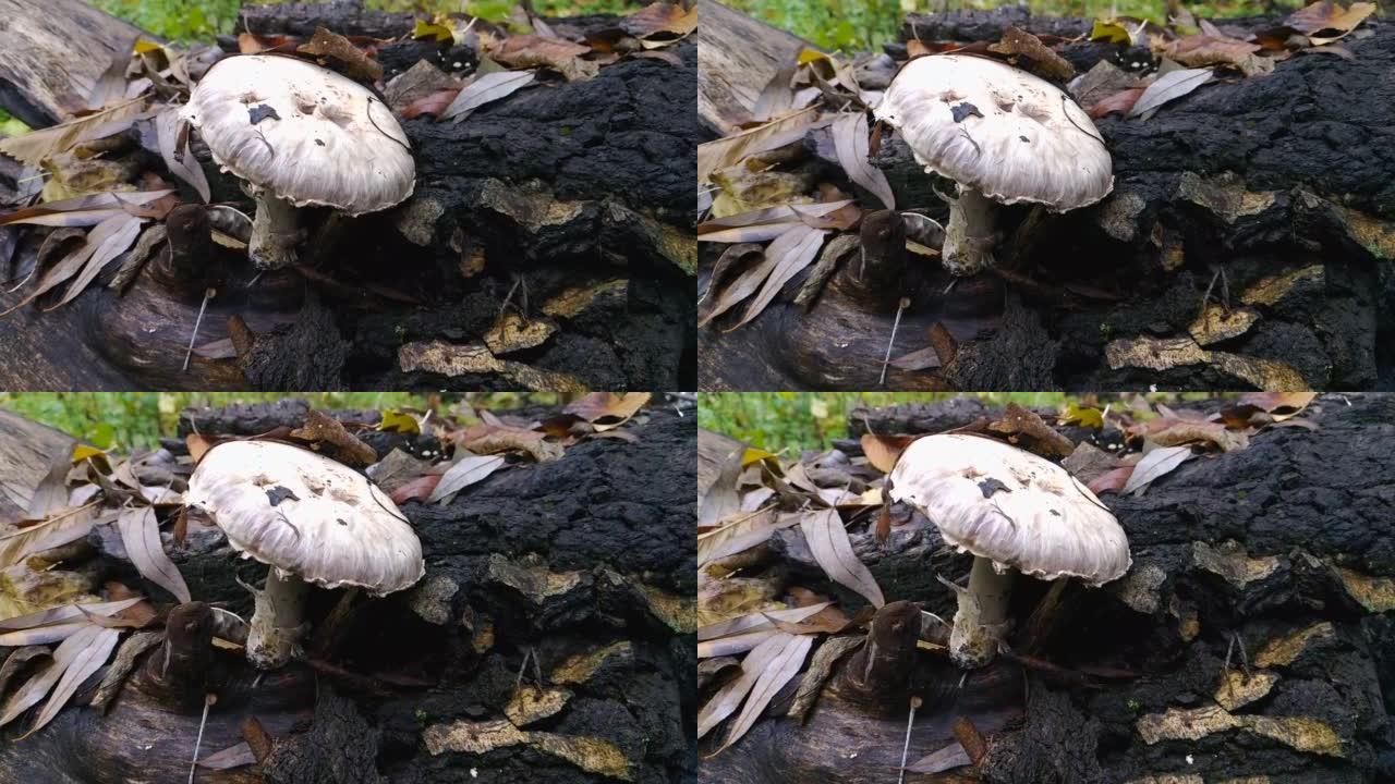 淡白蘑菇在秋天落叶的树桩上