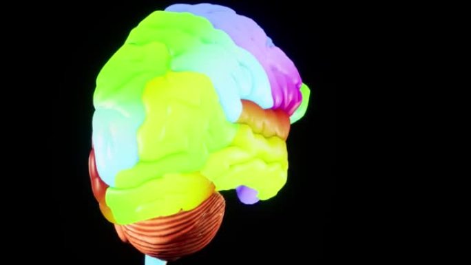 彩色人脑解剖模型3D大脑屏幕上的光泽大脑。