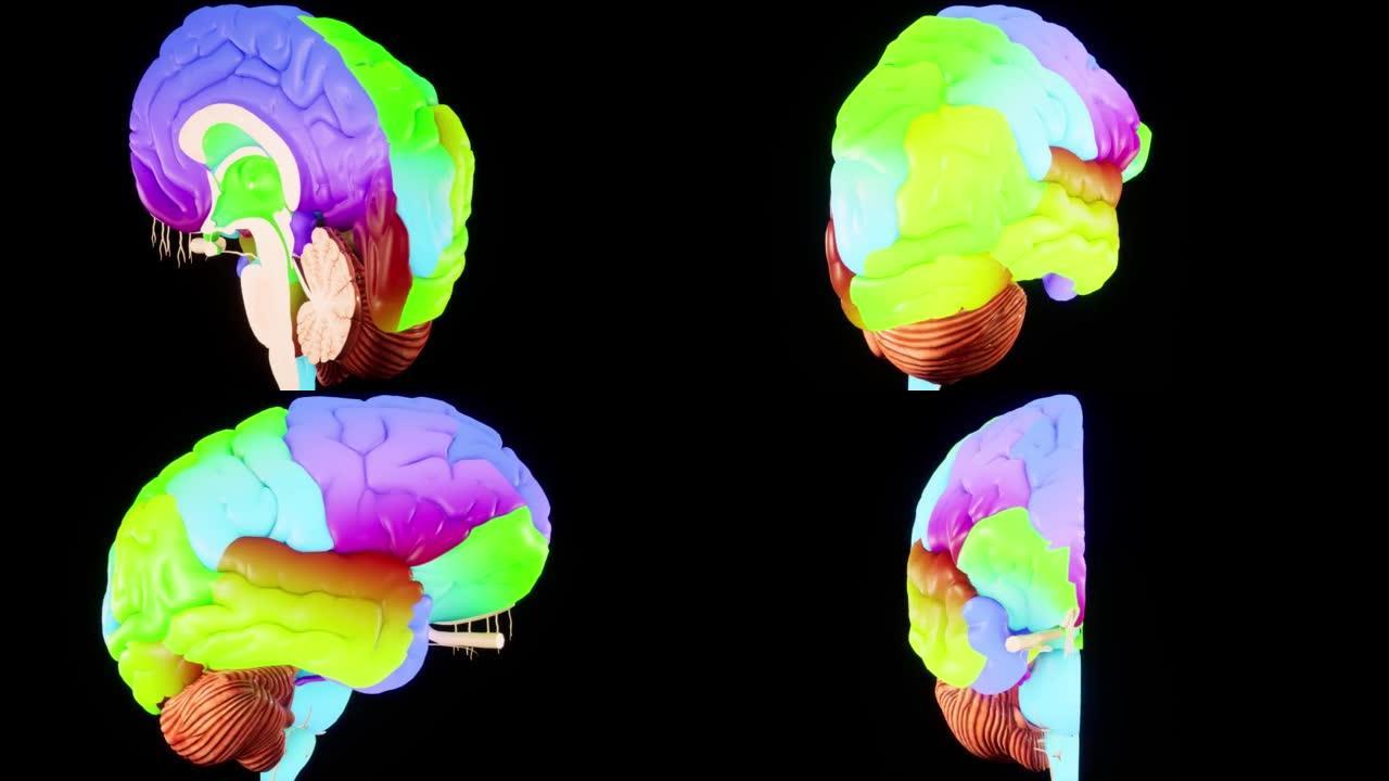 彩色人脑解剖模型3D大脑屏幕上的光泽大脑。