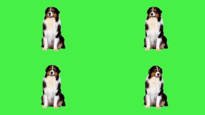 澳大利亚牧羊犬坐在绿色屏幕上四处张望，色键