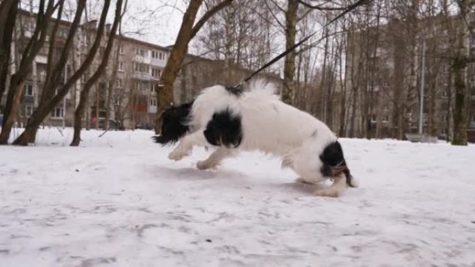 热闹的小狗在冬季小径上用皮带行走，转过头去相机，然后鼻子朝下