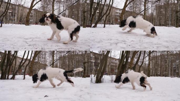 热闹的小狗在冬季小径上用皮带行走，转过头去相机，然后鼻子朝下