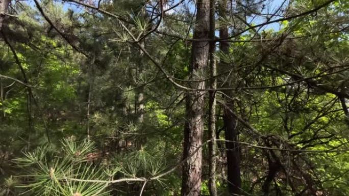 巨大的松树森林松树特写视频素材