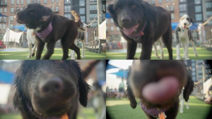 一只狗试图亲吻相机镜头