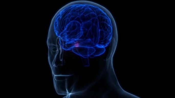 人体神经系统中枢器官脑垂体解剖动画概念