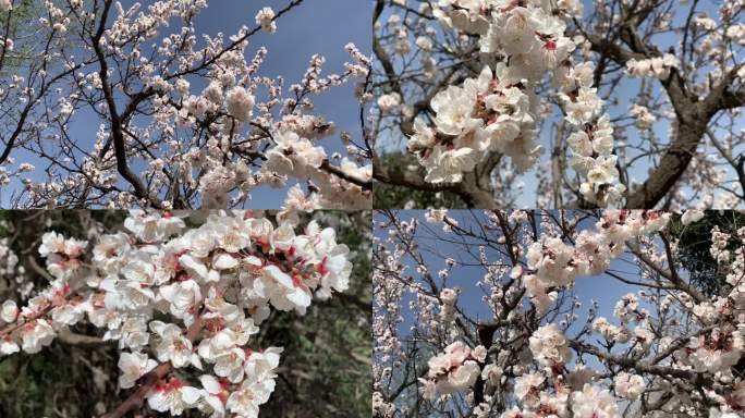 杏花合集春色满园杏花航拍杏树春暖花开