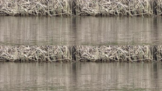 河岸的干芦苇和水流。