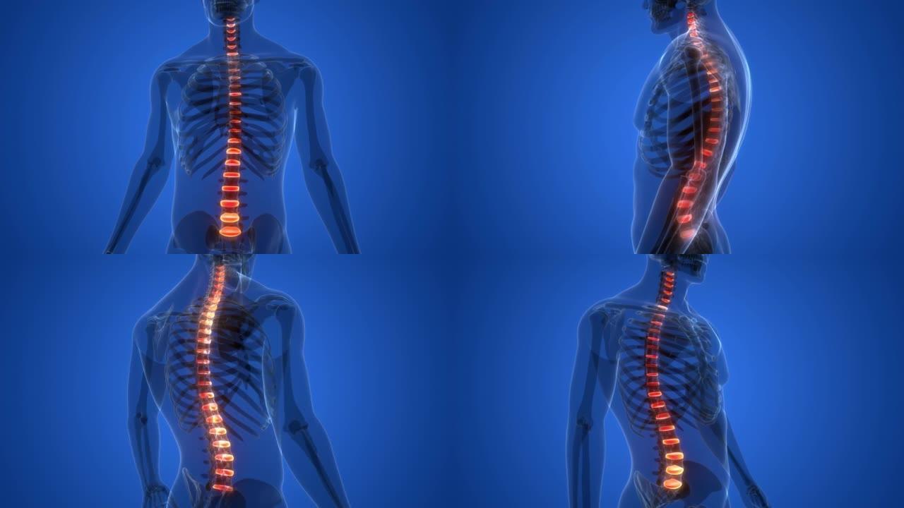 脊髓脊柱椎间盘的人体骨骼系统解剖动画概念