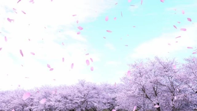 内衬樱桃树和散落的樱花花瓣 “CG合成”